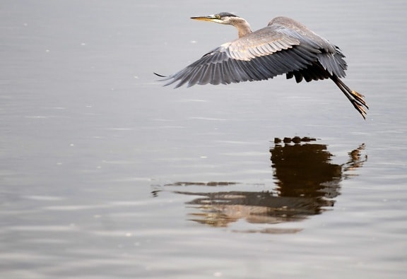 lake, bird, wildlife, water, heron, flight, reflection, wild