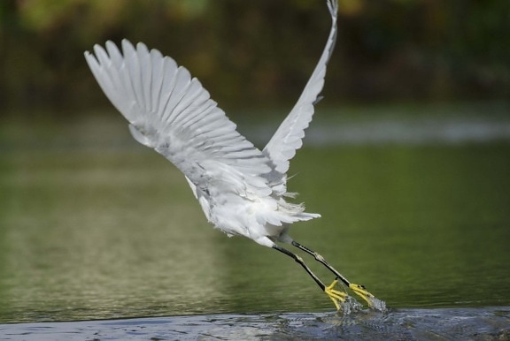 water, bird, nature, lake, feather, flight, egret, heron, wildlife