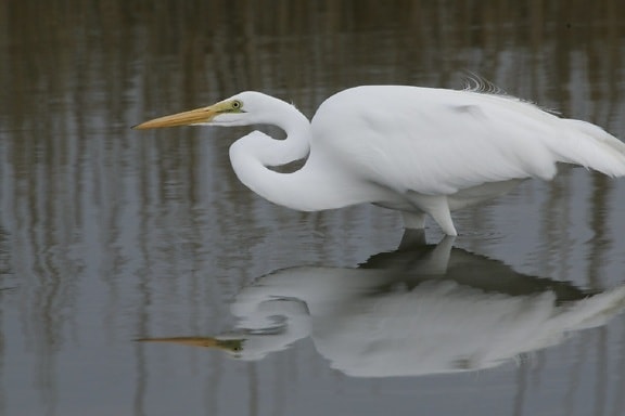 white bird, wildlife, water, lake, great egret, reflection, beak, feather