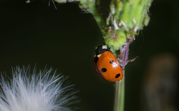 Doğa, yaban hayatı, böcek, ladybug, Beetle, yeşil yaprak, Arthropod, böcek