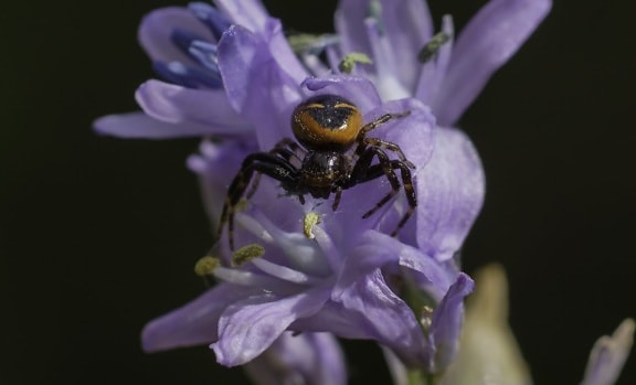 クモ、自然、紫色の花、花びら、美しい、昆虫、節足動物