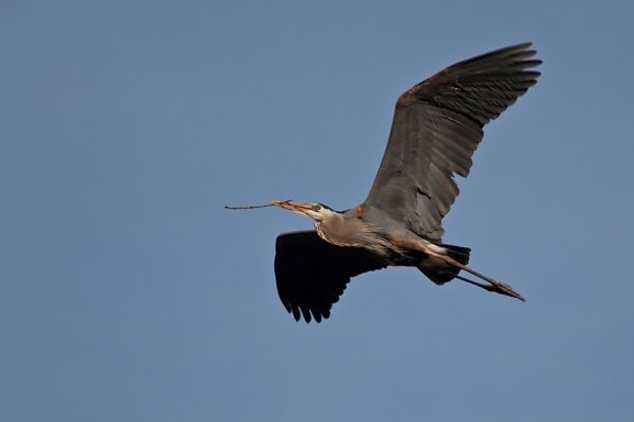 bird, wildlife, crane, blue sky, flight, heron, wild, beak, feather, outdoor