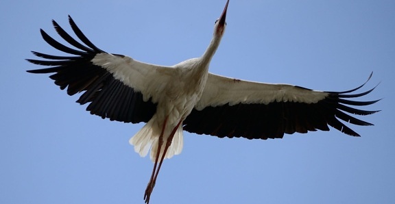 wildlife, bird, nature, feather, stork, flight, blue sky, crane