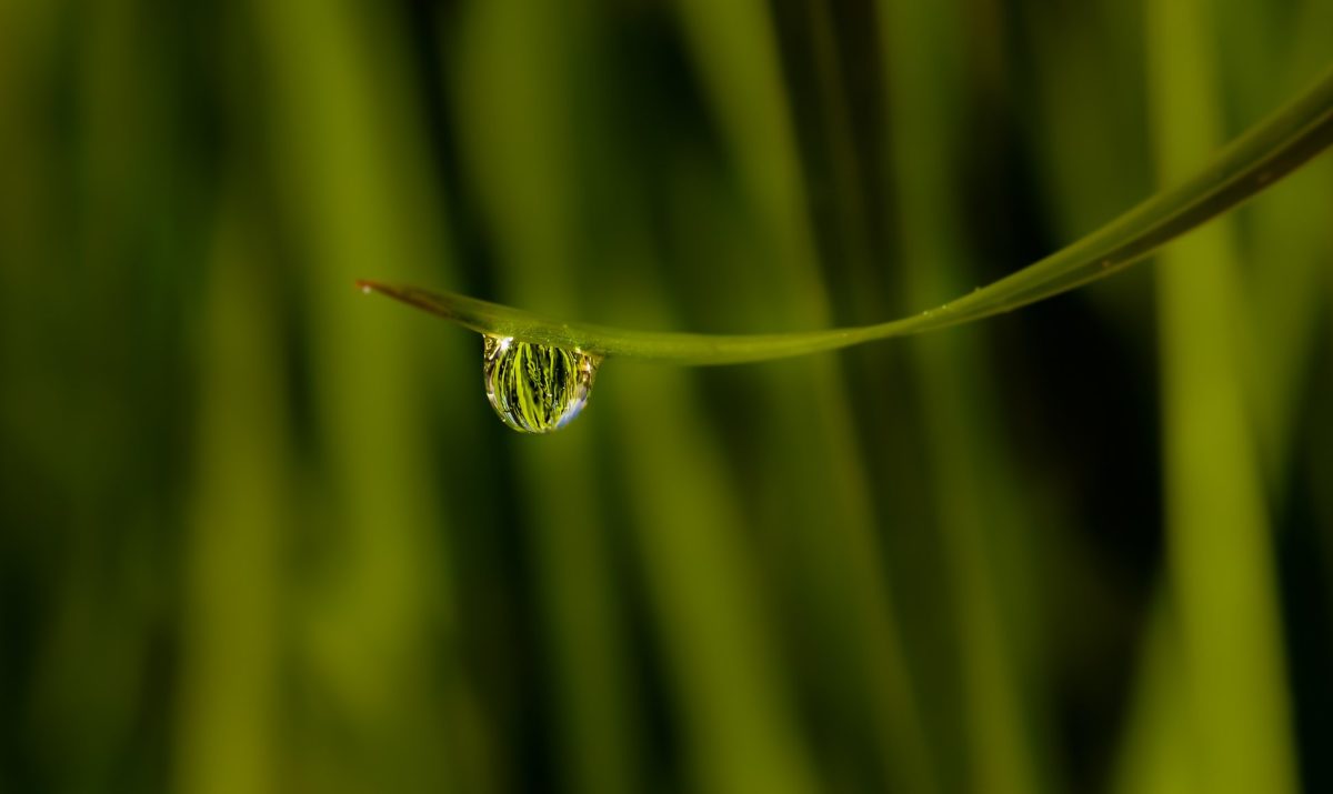 Роса, дождевая капля, зеленый лист, Сад, дождь, окружающая среда, природа, капли