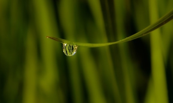 dew, raindrop, green leaf, garden, rain, environment, nature, droplet