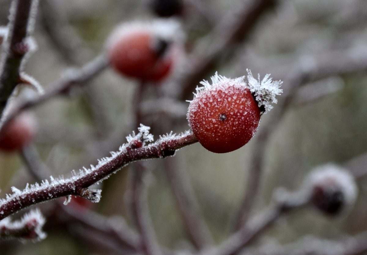 salju, cabang, embun beku, alam, pohon, musim dingin, buah, tanaman, berry