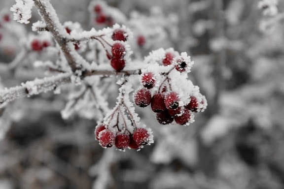 树, 树枝, 冬天, 霜冻, 自然, 雪, 植物, 冰