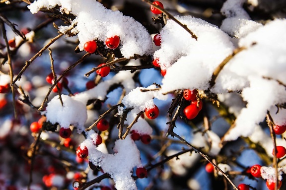 冬天, 霜冻, 自然, 树枝, 树, 雪, 冰, 日光, 植物, 寒冷
