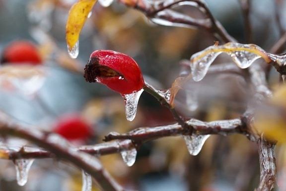 árbol, invierno, naturaleza, rama, cadera de Rose, hielo, helada, planta
