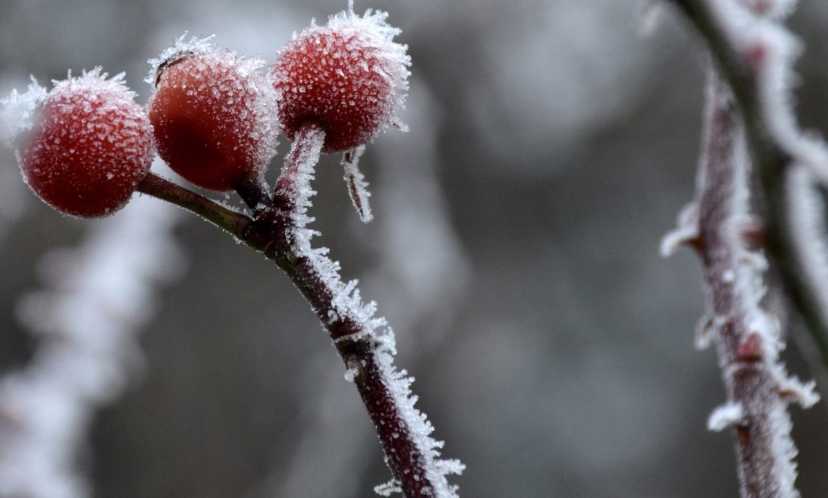 Branch, Frost, Leaf, Snow, luonto, puu, talvi, Rose hip, Ice, Cold