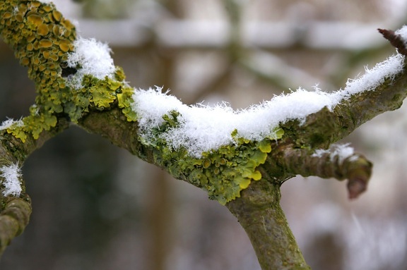 garden, wood, nature, winter, leaf, branch, tree, snow, frost, ice