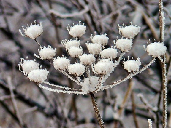 природа, цветя, зима, клон, дърво, скреж, лед, на открито, билка, растение