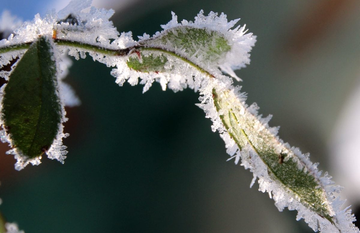 Frost, is, urt, vinter, grønt blad, tre, dagslys, Frost, natur