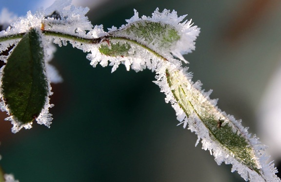 frost, ice, herb, winter, green leaf, tree, daylight, frost, nature