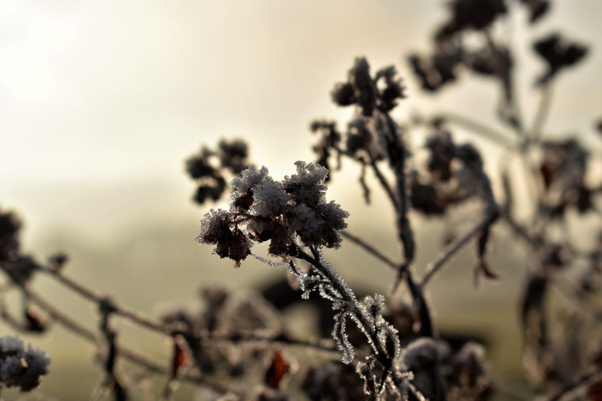 tree, nature, flower, plant, sky, outdoor, frost, dusk, shadow