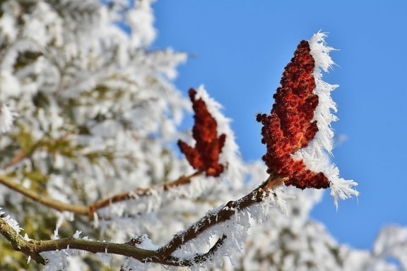 冬, 寒さ, 雪, 枝, 霜, 木, 自然, 植物, 青空
