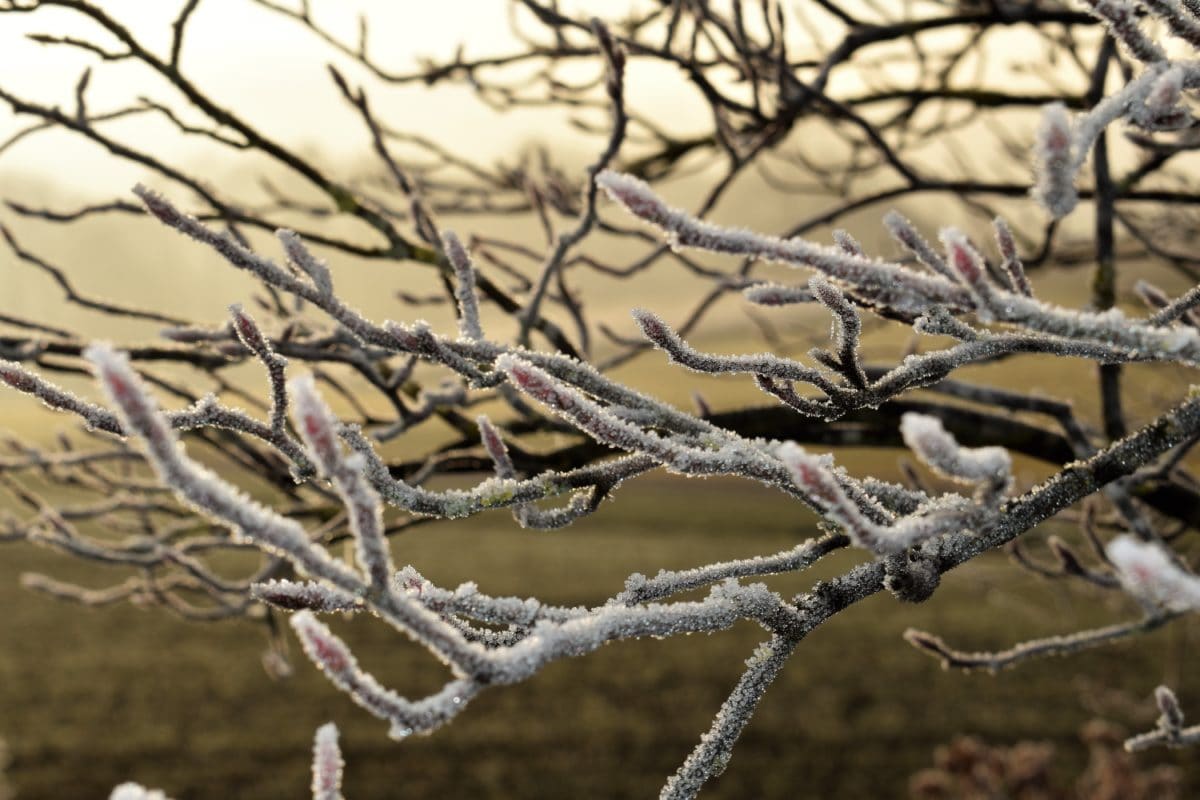 霜、冬、自然、枝、木、屋外、日の出