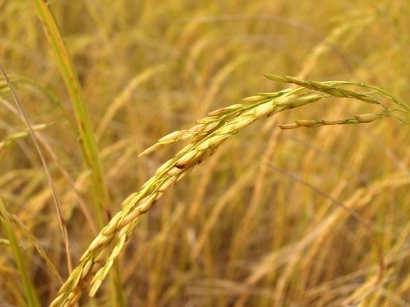 seed, grass, daylight, rye, field, agriculture, straw, cereal