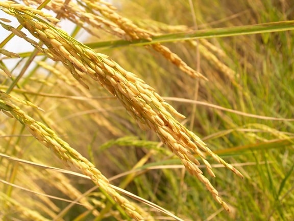 seed, cereal, grass, herb, nature, field, straw, agriculture