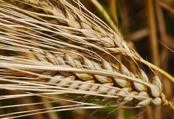 大麦, 黑麦, 麦田, 稻草, 谷物, 农业, 田间, 种子, 有机