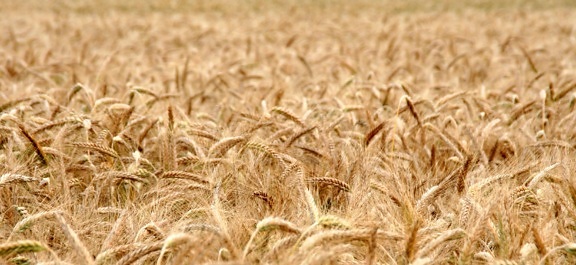 Mark, landbrug, Wheatfield, frø, korn, halm, byg, rug