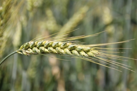 Wheatfield, korn, byg, Mark, rug, halm, frø, landbrug, spike