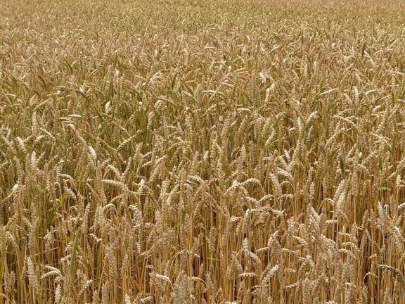 rye, wheatfield, cereal, agriculture, seed, summer, straw, barley, field