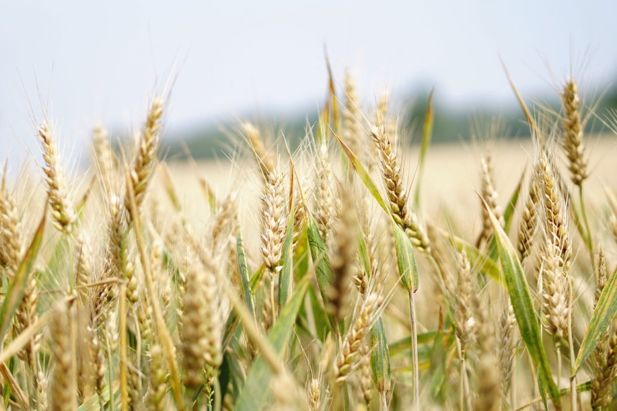 種子、大麦、ライ麦、穀物、畑、小麦粉、わら、農地、ウィートフィールド、夏