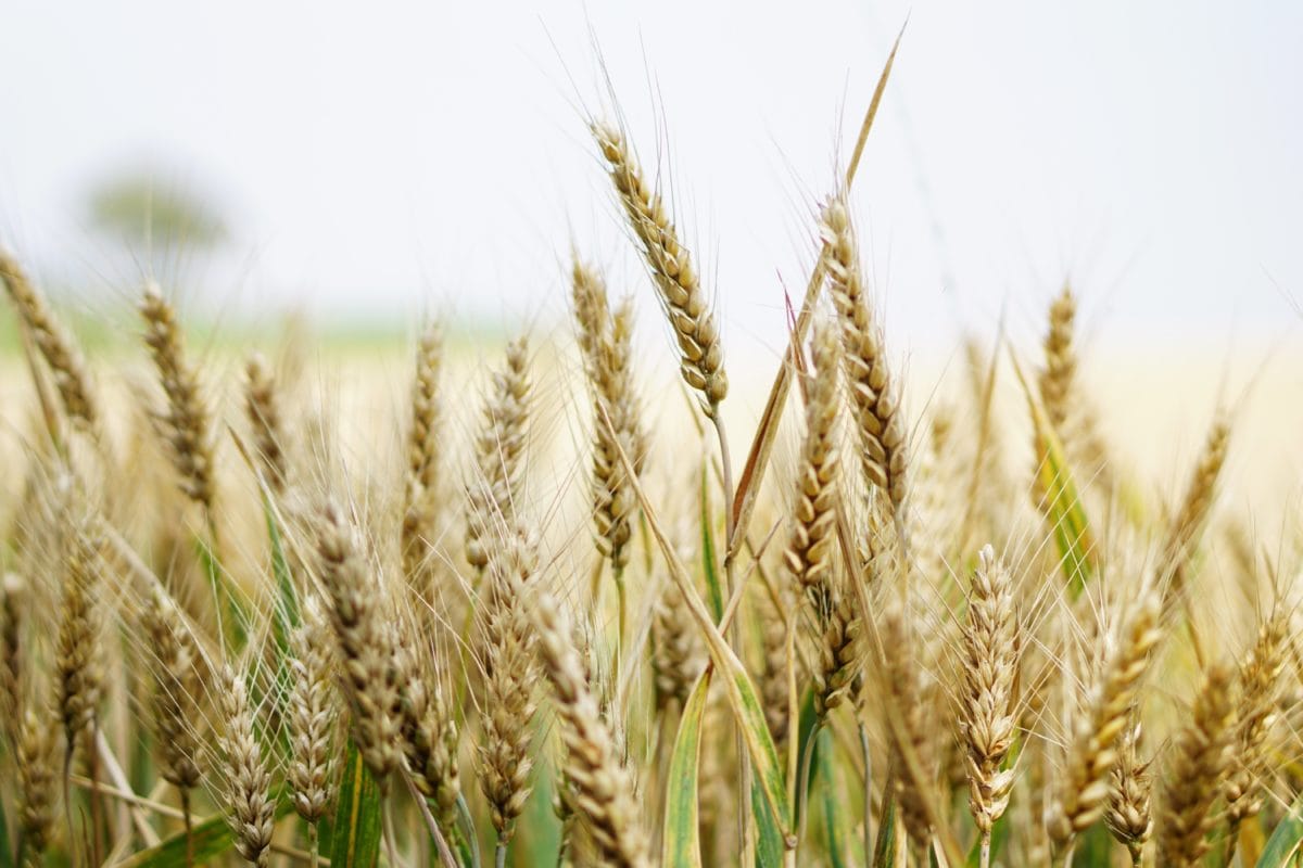palha, semente, cereal, campo, Wheatfield, terra, verão, centeio, cevada, agricultura