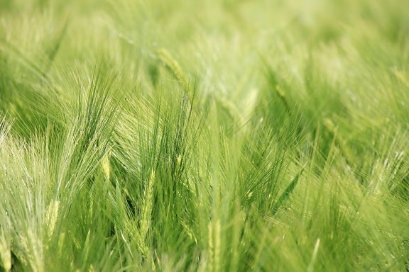 straw, wheatfield, summer, farmland, daylight, agriculture, farmland, nature, cereal, field, green
