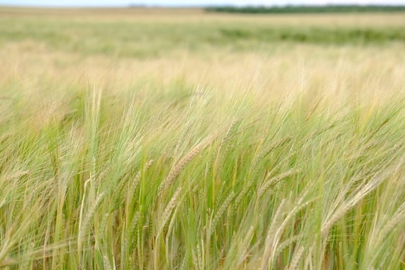 summer, wheatfield, daylight, ecology, nature, grass, landscape, field, cereal, agriculture