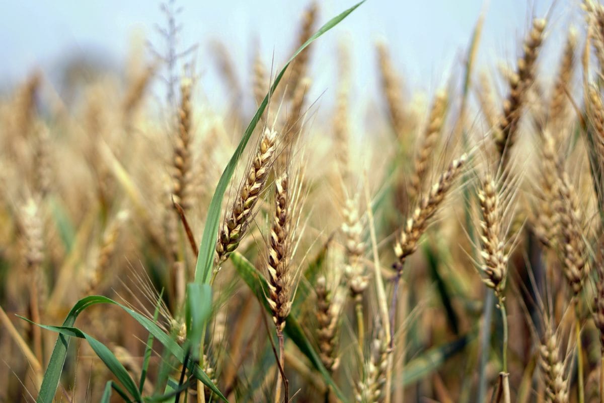 centeno, tierras de labrantío, cereal, cebada, Wheatfield, campo, paja, harina, semilla