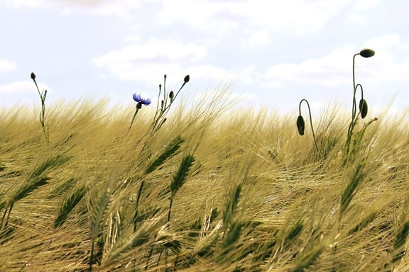 straw, cereal, countryside, summer, field, grass, rye, wheatfield