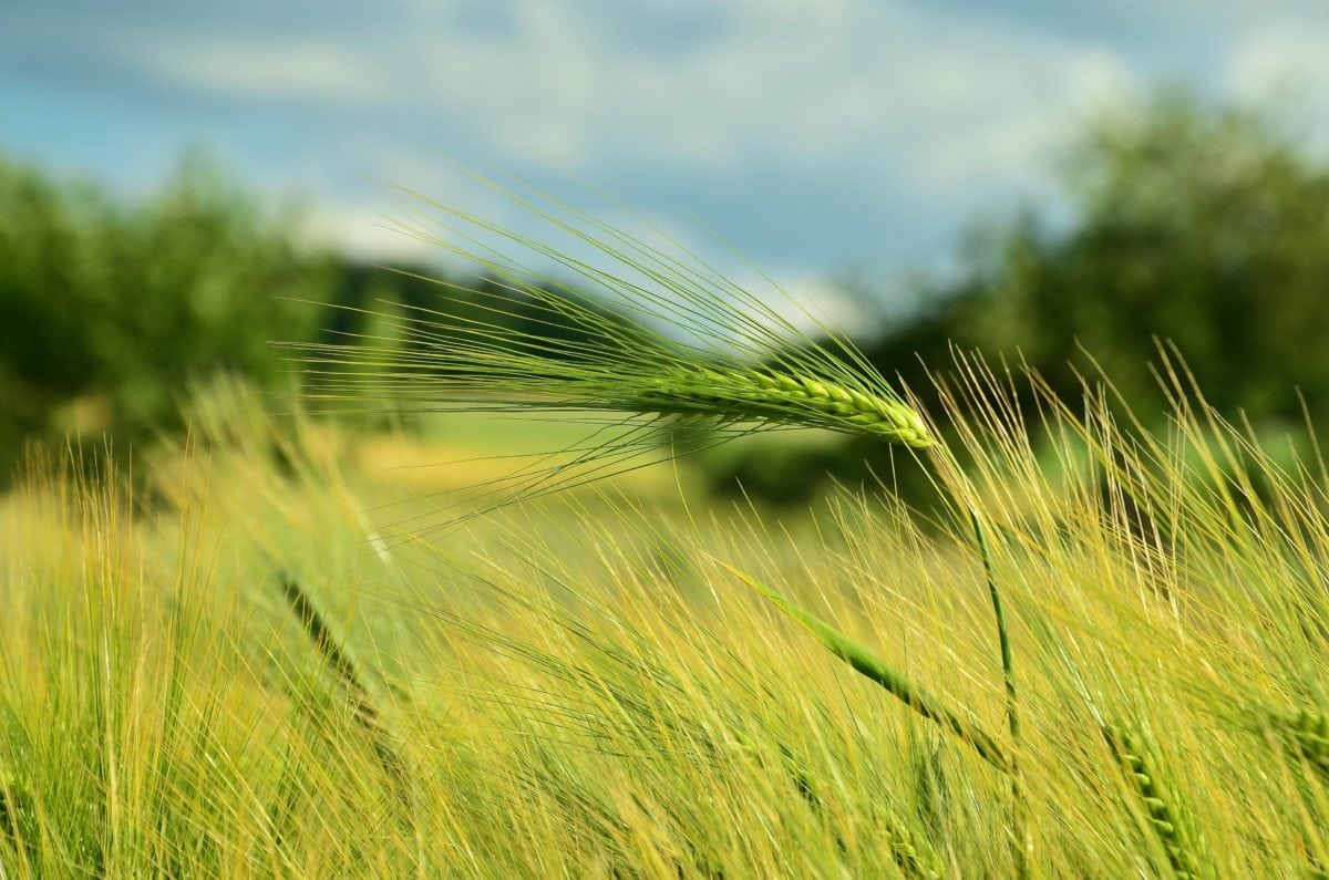 polje, žitarica, slamka, Wheatfield, poljoprivredno zemljište, poljoprivreda, ljeto, trava