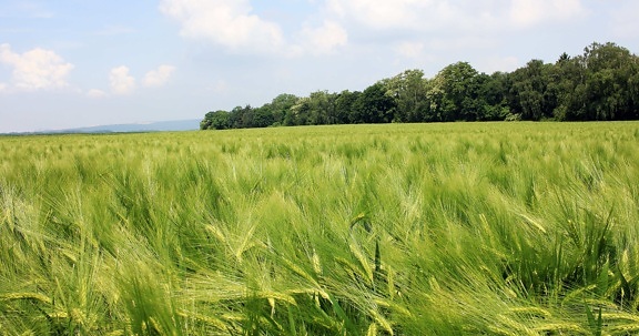 зърнени култури, селските райони, wheatfield, поле, селско стопанство, лято, земеделска земя, дневна светлина