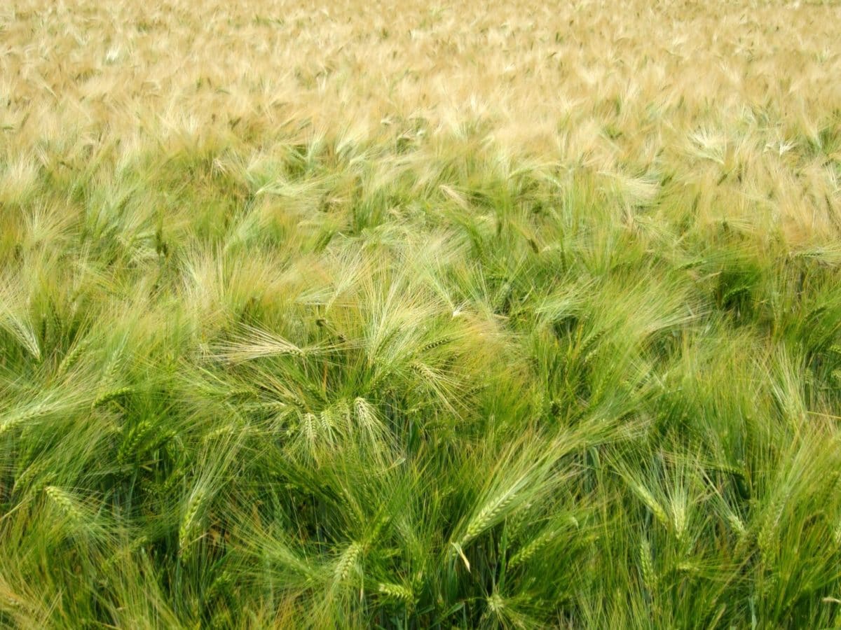 természet, gabona, vidék, mező, Wheatfield, nyár, szalma, zöld fű
