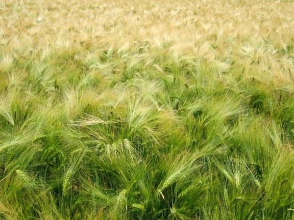 nature, céréale, campagne, champ, Wheatfield, été, paille, herbe verte