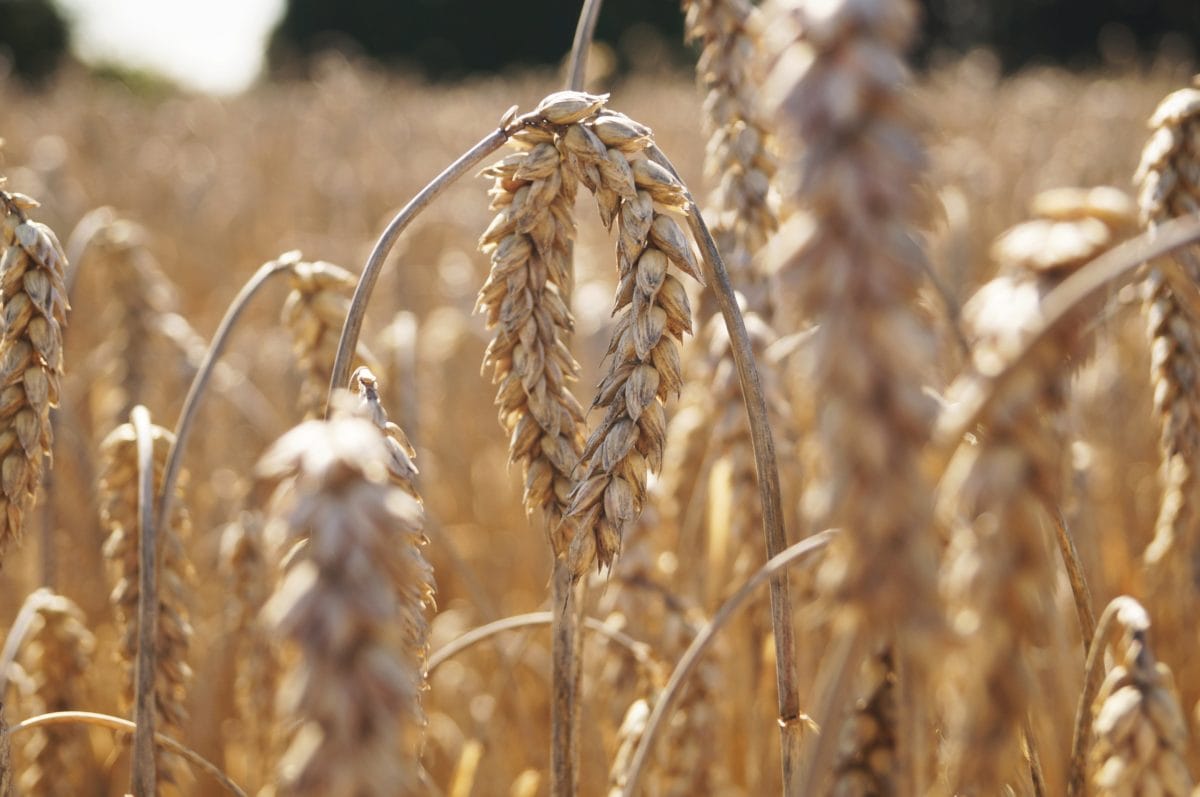 ライ麦、畑、農地、穀物、大麦、乾燥、種子、わら、ウィートフィールド