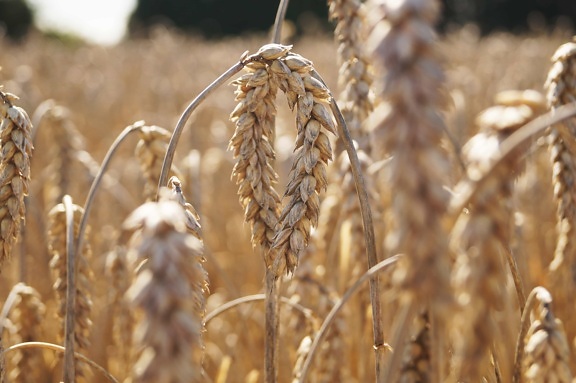 rye, field, farmland, cereal, barley, dry, seed, straw, wheatfield