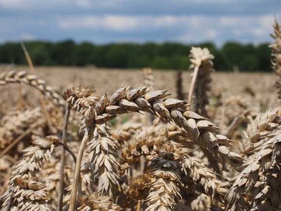 wheatfield, straw, barley, seed, cereal, agriculture, farmland, daylight, rye