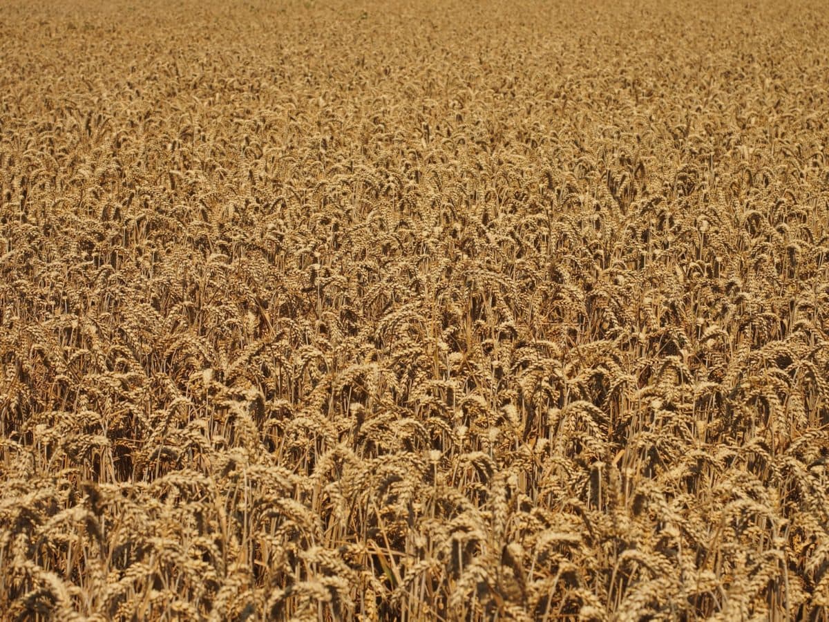 agricultură, cereale, paie, câmp, vară, Wheatfield, seminţe, iarbă, în aer liber