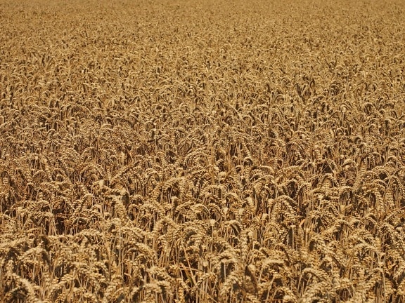 agricultura, cereal, paja, campo, verano, Wheatfield, semilla, hierba, al aire libre
