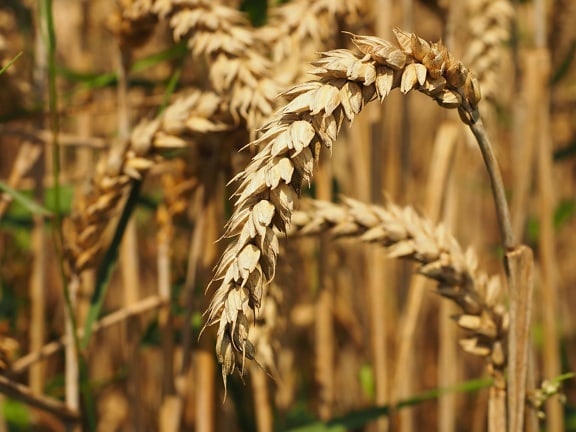 Пшеничное поле, зерновые, природа, сельская местность, поле, земледелие, семя