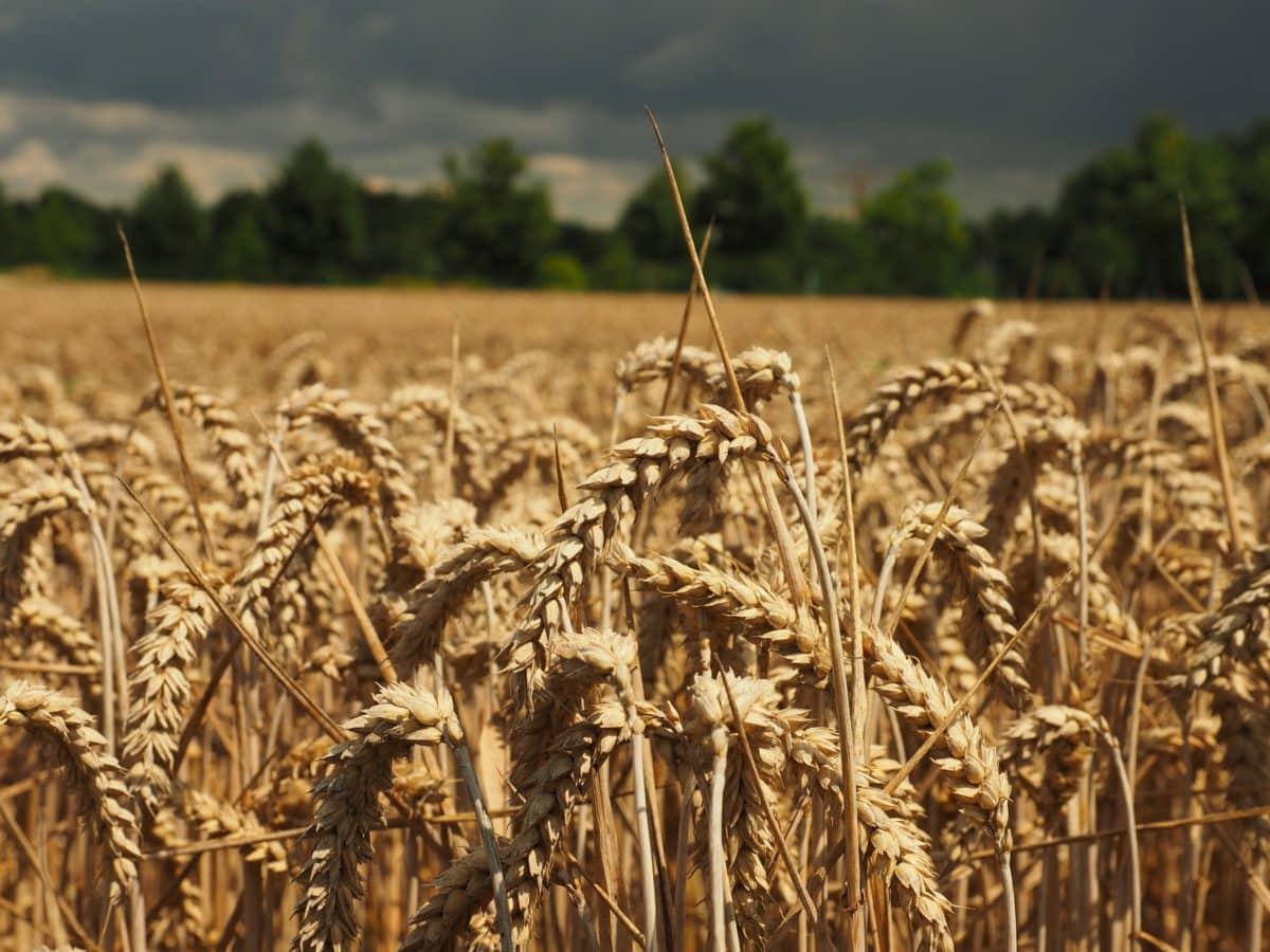centeno, cereal, paja, verano, sol, agricultura, campo, Wheatfield, semilla, verano