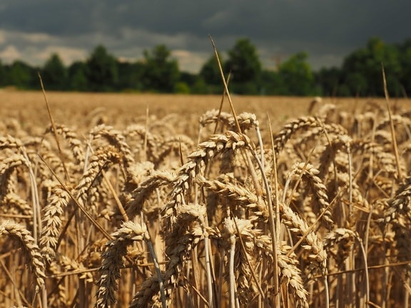 ライ麦、穀物、わら、夏、太陽、農業、フィールド、ウィートフィールド、種子、夏