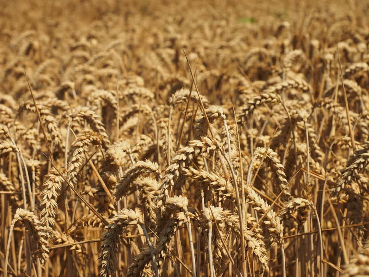 cereal, cebada, paja, semilla, Wheatfield, agricultura, campo, sol, agricultura, centeno