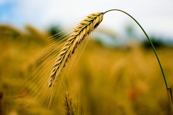 gandum, rye, sereal, lahan pertanian, kernel, pertanian, jerami, sinar matahari, benih, bidang