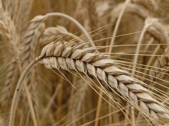 種子、大麦、農業、農地、ハーブ、わら、穀物、ライ麦