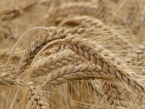 大麦、種子、農地、ライ麦、わら、小麦粉、穀物、農業、フィールド