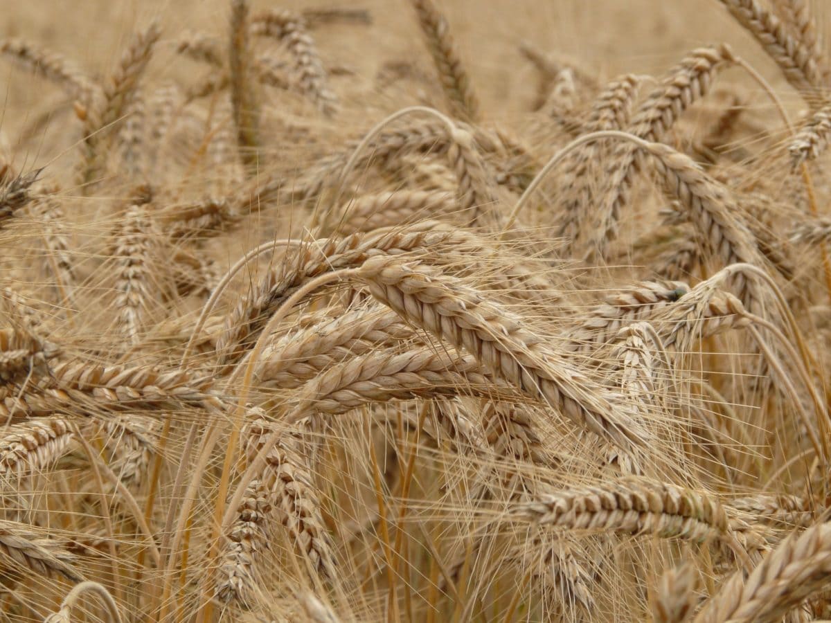 黑麦, 种子, 大麦, 谷物, 稻草, 农业, 农田, 药草